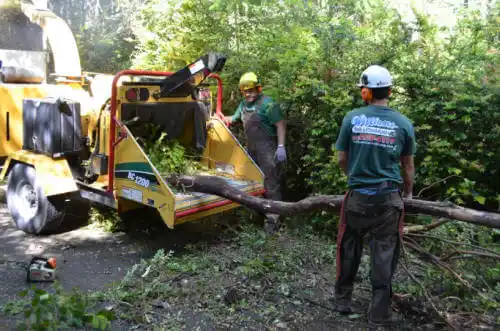 tree services Andrew